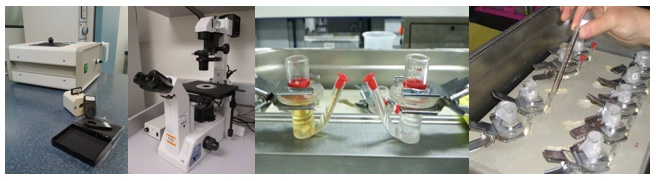 DermoEnsayos TES: Testing  Efficacy and Safety